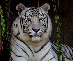 Image of White Tiger 